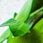 pollo guisado con papas