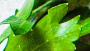 pollo guisado con papas