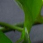 pollo a la lima al horno