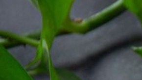 pollo a la lima al horno