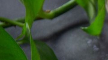 pollo a la lima al horno