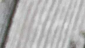 Alambre de pollo con champiñones