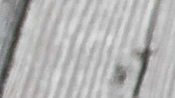 Alambre de pollo con champiñones