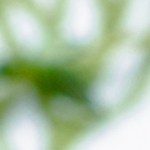 Pappardelle cuatro quesos