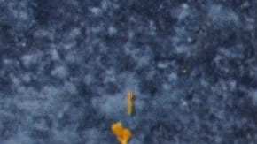 Plato hondo con gambas guisadas decoradas