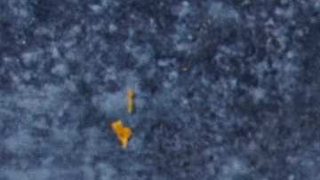 Plato hondo con gambas guisadas decoradas