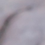 Osobuco con puré de coliflor