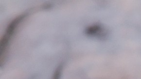 Osobuco con puré de coliflor