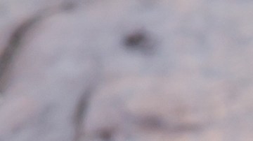 Osobuco con puré de coliflor