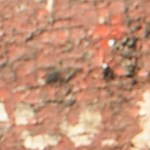 pechugas de pollo a la plancha con salsa de estragón