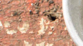 pechugas de pollo a la plancha con salsa de estragón