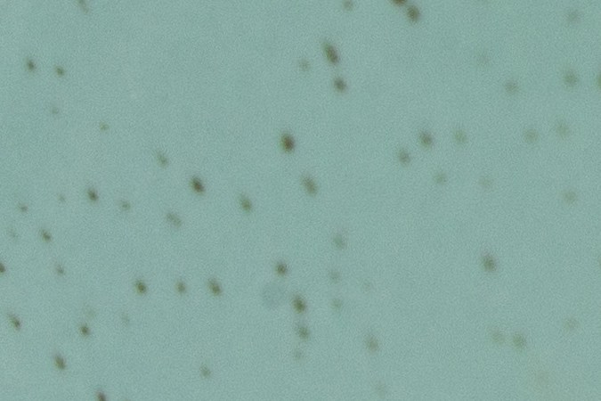 Pappardelle con camarones y limón