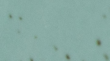 Pappardelle con camarones y limón