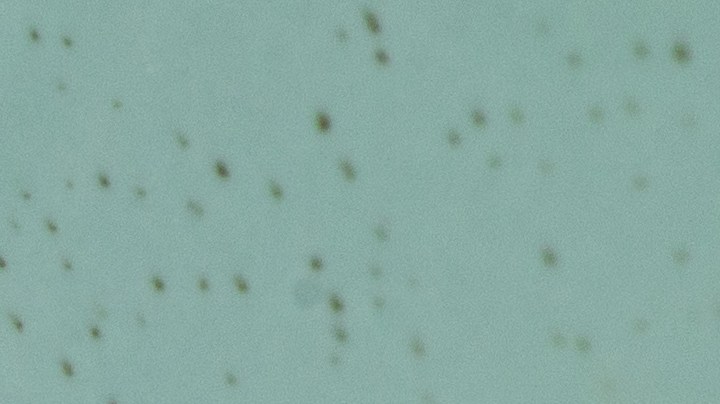 Pappardelle con camarones y limón