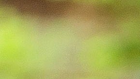 chuletas de cerdo a la mostaza