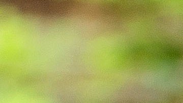 chuletas de cerdo a la mostaza