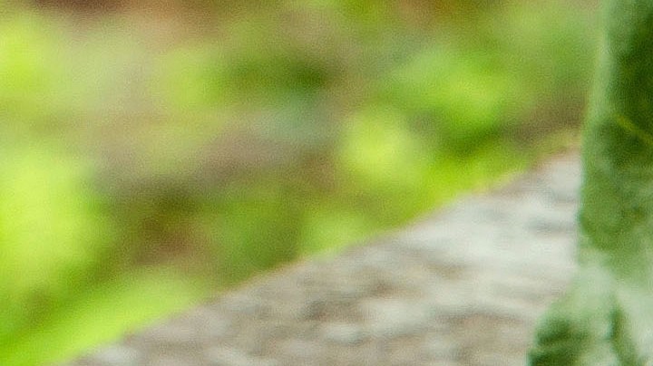 chuletas de cerdo a la mostaza