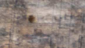 Alambre de res con pimientos