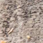 Ensalada de manzana verde, apio y nueces