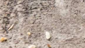 Ensalada de manzana verde, apio y nueces