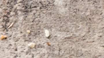 Ensalada de manzana verde, apio y nueces