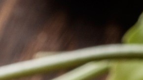 Pappardelle con speck y nueces