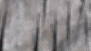 Plato con Pechugas de pollo a la plancha con setas salteadas