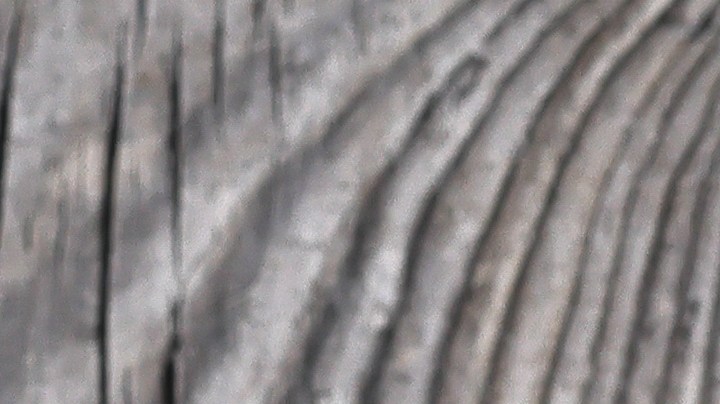 Plato con Pechugas de pollo a la plancha con setas salteadas