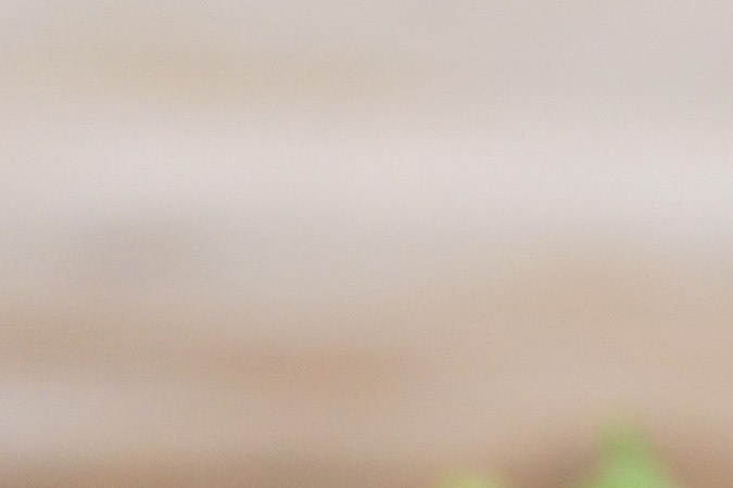 Filete de atún al ajillo