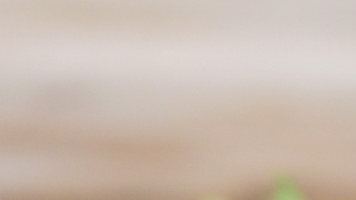 Filete de atún al ajillo