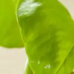 tostadas francesas con manzana