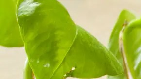 tostadas francesas con manzana
