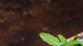 Sándwich Croque monsieur