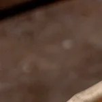 pappardelle con salsa de tomate y hierbas