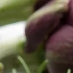 rigatoni con alcachofas