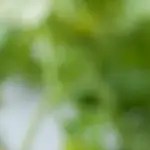 sopa de macarrones con camarones