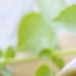 paté de aceitunas verdes