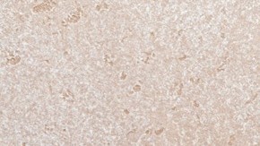 Plato blanco con rigatoni con calabacín y limón sobre una mesa