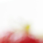 Porción de compota de frutos rojos en un recipiente blanco decorado con frutillas