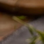 Paté de hígado de pato