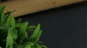 Rigatoni con Hongos Porcini