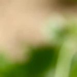 Plato hondo color negro con arroz verde mexicano sobre una mesa de madera