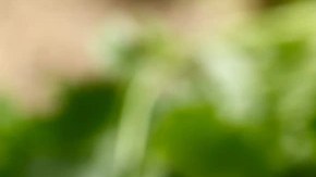 Plato hondo color negro con arroz verde mexicano sobre una mesa de madera