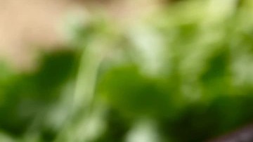 Plato hondo color negro con arroz verde mexicano sobre una mesa de madera