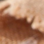 Pinchos de pollo con salsa de ajo y parmesano