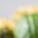 Rigatoni con Pesto Genovés