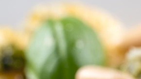 Rigatoni con Pesto Genovés