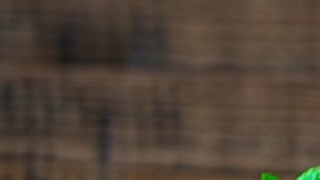 Dos copas de sorbete de arándanos, una de color azul y otra de color verde