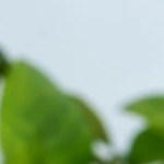 Cheesecake de limón y jengibre