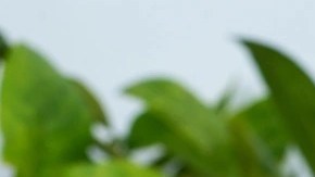 Cheesecake de limón y jengibre